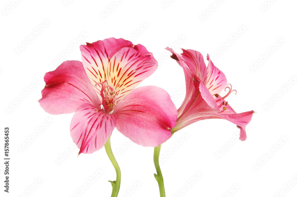 Two Alsroemeria flowers Two Alsroemeria flowers