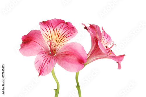 Two Alsroemeria flowers