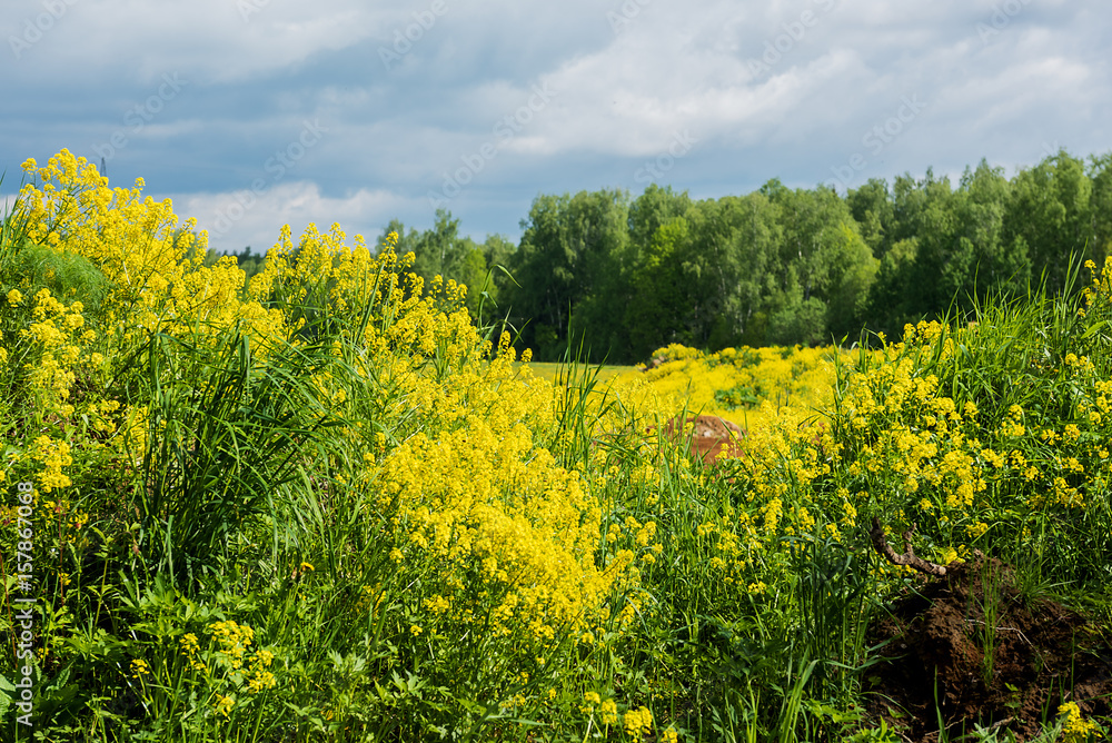 Obraz premium The yellow field.