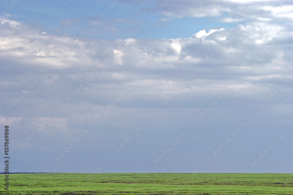 Fototapeta premium spring summer landscape with green grass and blue sky.