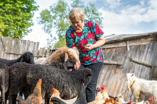 Woman Real farmer nursing sheep