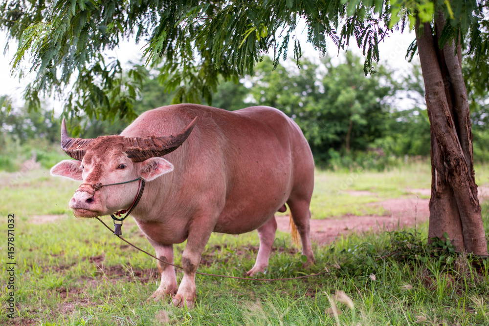 Pink buffalo Pink buffalo