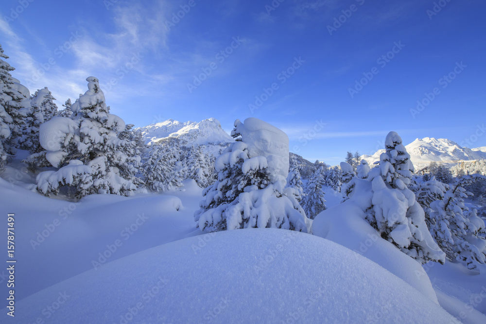 The heavy snowfall covered trees and the peaks  around Maloja Canton of GraubÃ¼nden Engadine Switzerland Europe