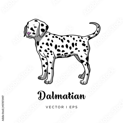 Vector editable colorful image depicting a cute dalmatian puppy dog. Isolated on a white background. Canis lupus familiaris