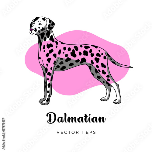 Vector editable colorful image depicting a cute female dalmatian dog standing. Isolated on a white background. 