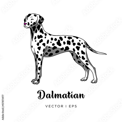 Vector editable colorful image depicting a cute spotty dalmatian dog standing. Isolated on a white background. 