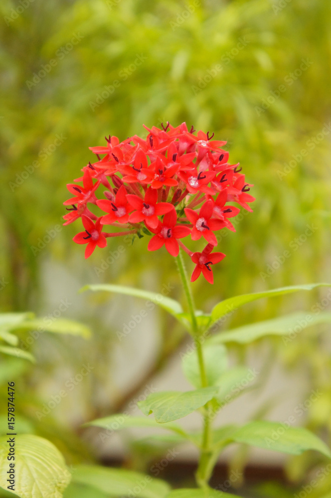 Egyptian star cluster or pentas lanceolata flower with green Egyptian star cluster or pentas lanceolata flower with green