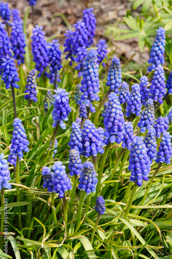 Many blue muscari plant with green vertical Many blue muscari plant with green vertical