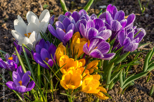 Holländische Krokusse in verschiedenen Farben