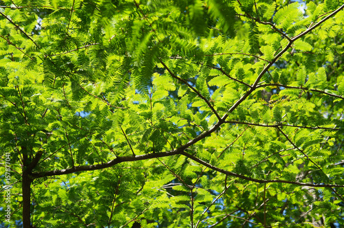 Fresh abies alba fir branches and foliage in sunligh
