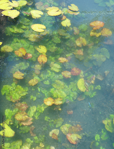 Leaves of water lily plant under water