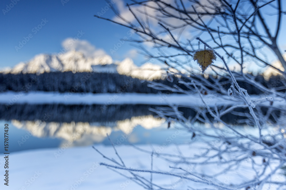 Obraz premium Branches covered with frost around Lake PalÃ¹ where the snowy peaks and woods are reflected Malenco Valley Lombardy Italy Europe