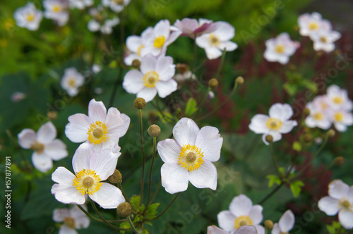 Anemone huphensis or Japanese Windflower pink flowers with green