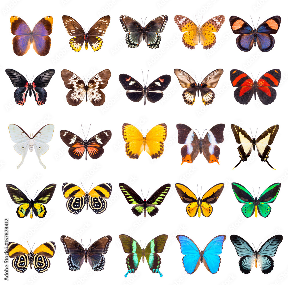 Fototapeta premium Zbiór pięknych i kolorowych motyli na białym tle.