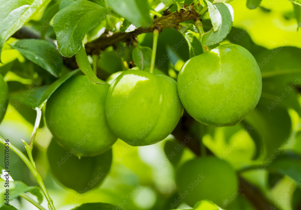 Green Plums on a tree      