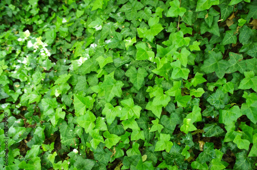 Hedera or ivy green plant background