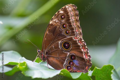 Blue morpho butterfly with wings folded