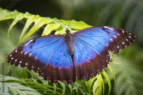 Blue morpho butterfly with wings open