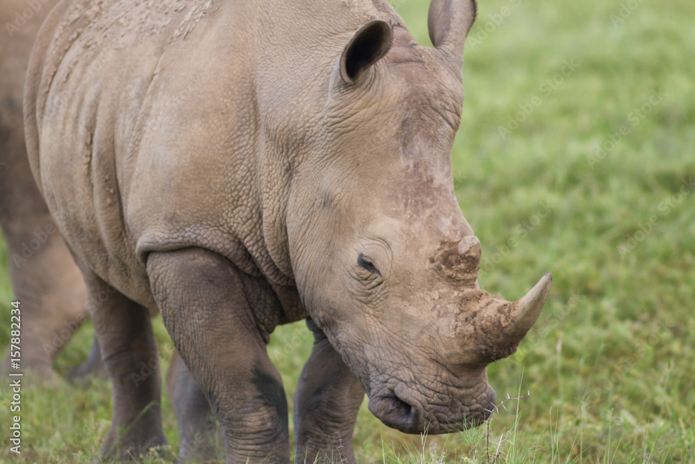 Close up a white rhinoceros