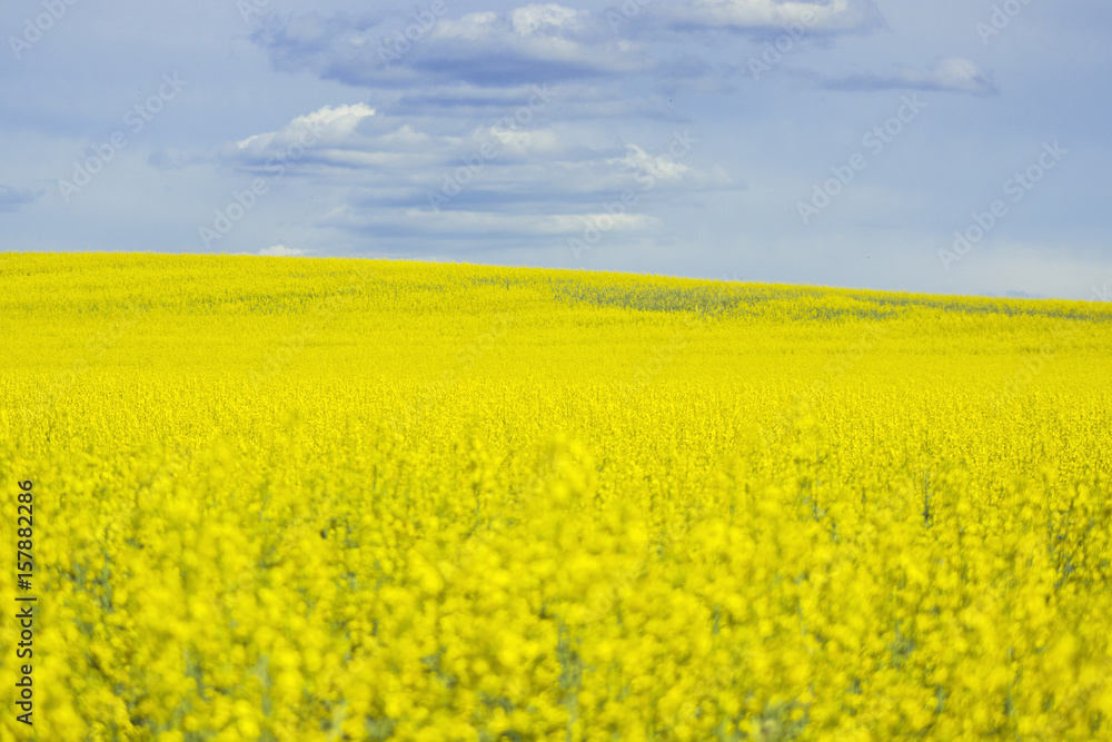 Yellow rapeseed flowers on field with blue sky and clouds. Yellow rapeseed flowers on field with blue sky and clouds.