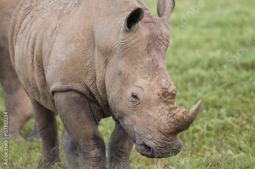 Close up a white rhinoceros © Circumnavigation