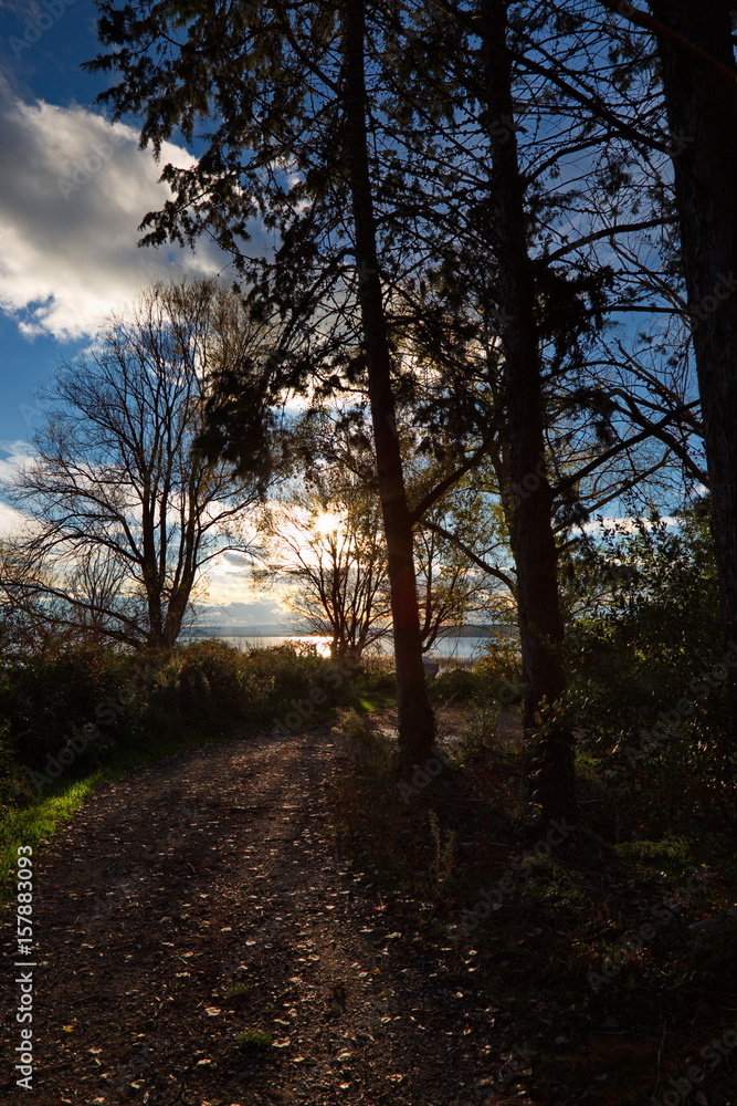 Obraz premium Trees silhouettes near a lake at golden hour