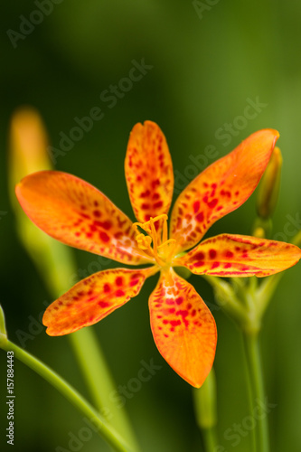 Tiger Lilly
