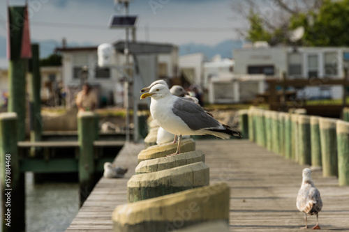 Seagulls