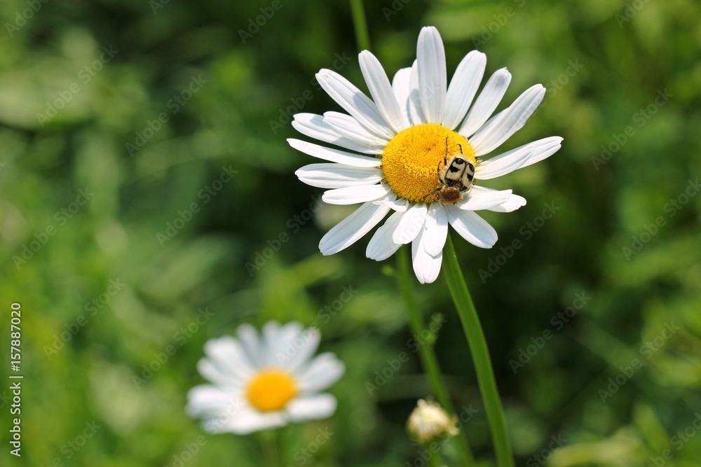 Pinselkäfer (Trichius fasciatus) auf Margeritenblüte
Pinselkäfer (Trichius fasciatus) auf Margeritenblüte