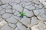 Green prickly plant on the background of dry cracked soil. Texture. Background.