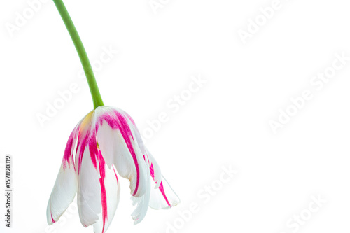 Red and white tulips