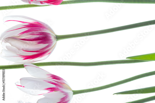 Red and white tulips