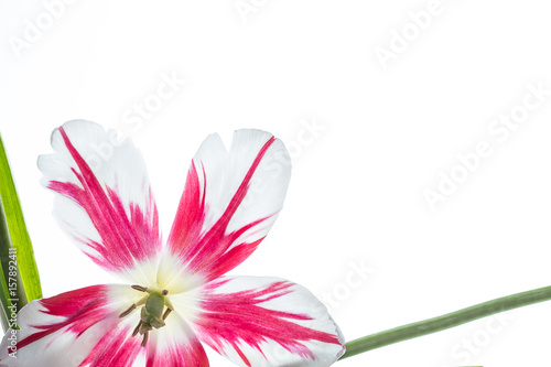 Red and white tulip flower