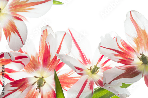 Read and white tulips