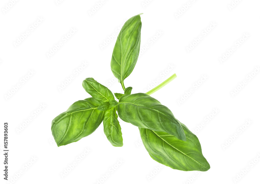 Basil herb leaves isolated on a white background Basil herb leaves isolated on a white background