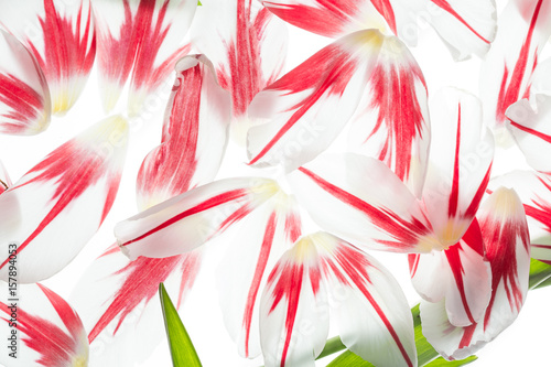 Red and white tulip petals