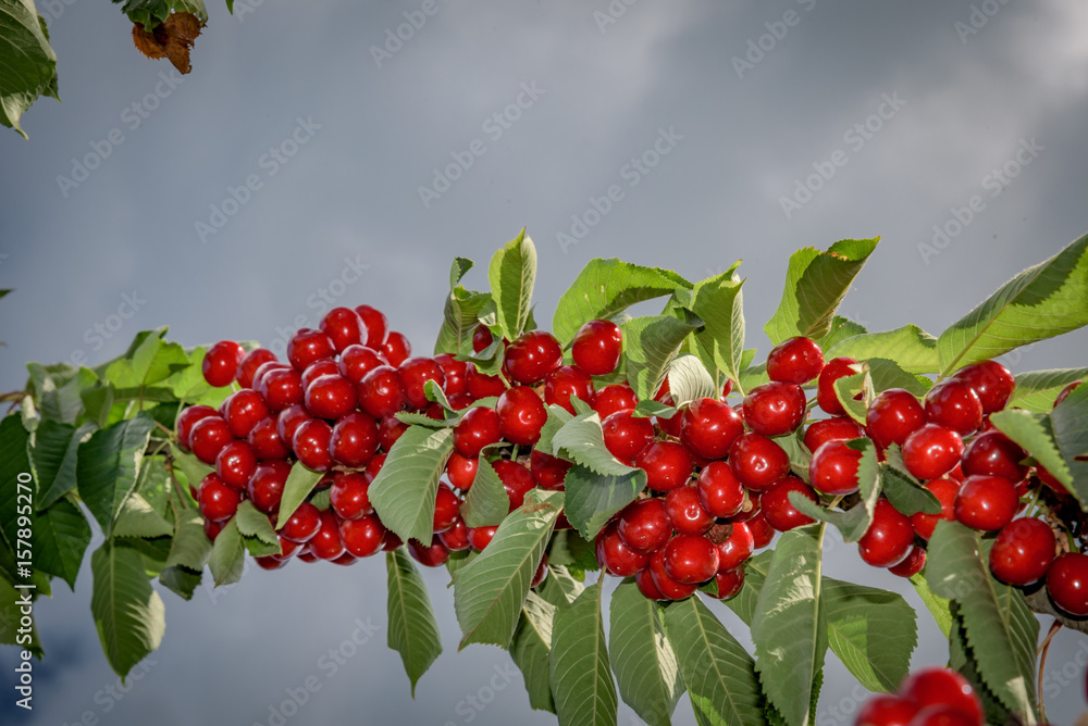 Obraz premium Branch of red cherries