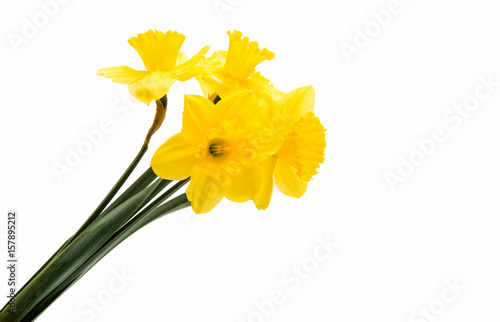 Fototapeta Naklejka Na Ścianę i Meble -   narcissus yellow bouquet  isolated