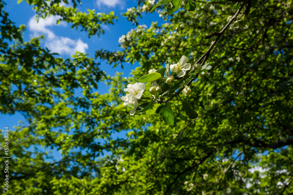 White flowers of apple trees spring landscape
