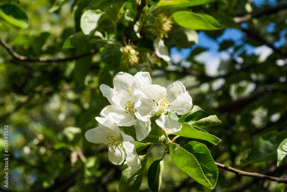 White flowers of apple trees spring landscape White flowers of apple trees spring landscape