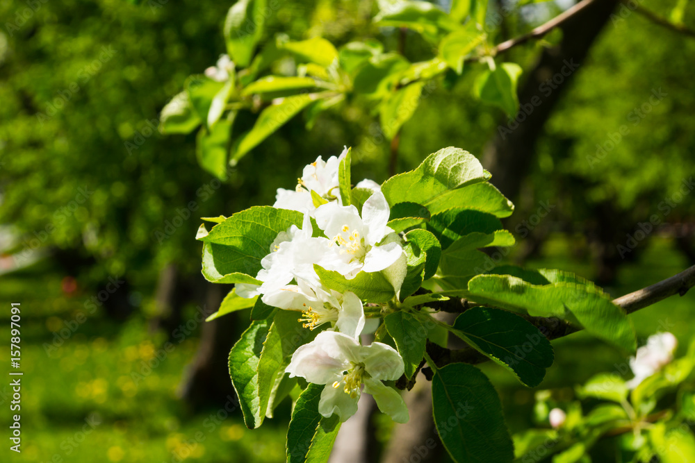 White flowers of apple trees spring landscape White flowers of apple trees spring landscape