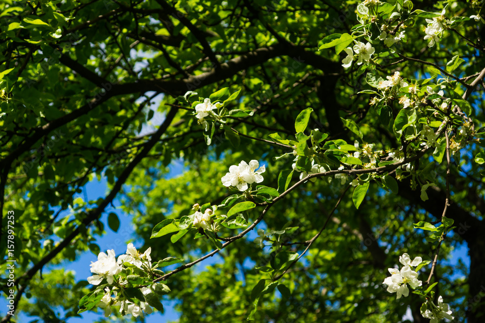 White flowers of apple trees spring landscape White flowers of apple trees spring landscape