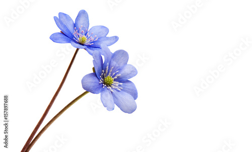 Fototapeta Naklejka Na Ścianę i Meble -  Hepatica Nobilis - first Spring blue flower