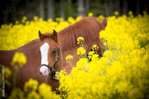 Fototapeta Naklejka Na Ścianę i Meble -  Ponyfohlen im Raps