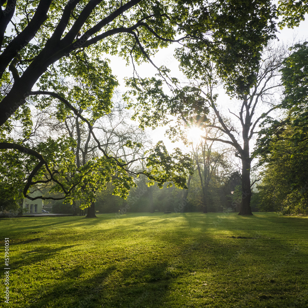 Fototapeta premium Parklandschaft