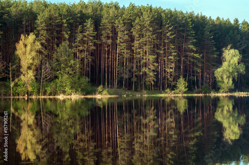 Forest on the shore of the lake with reflection in the water.