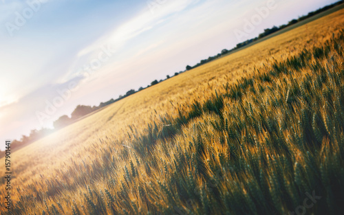 Wheat field at sunset © bobex73