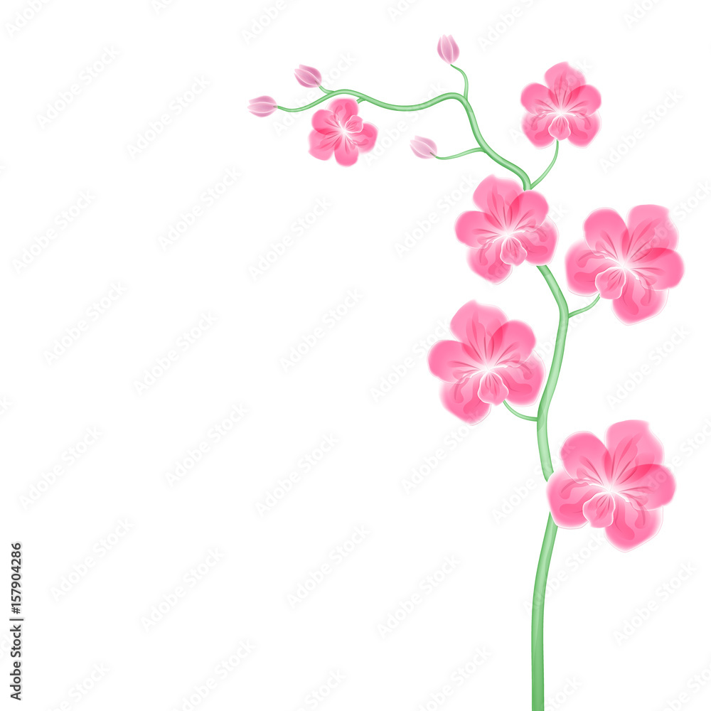 Vector flower exotic orchid branch
