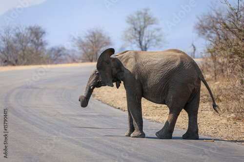 Elefant im Kruger Nationalpark