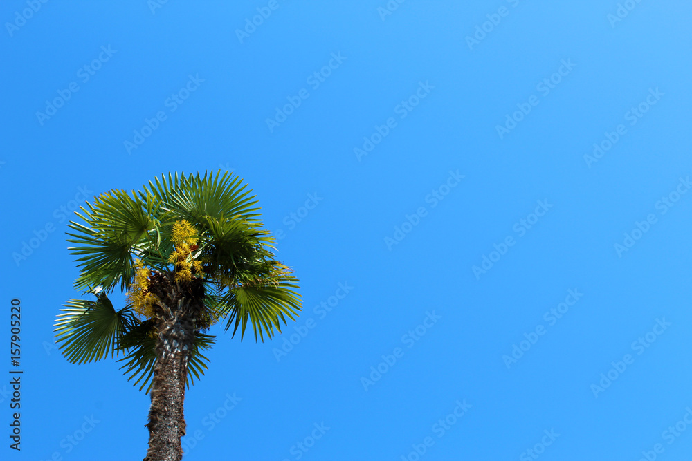 Obraz premium Palm tree against clear blue sky